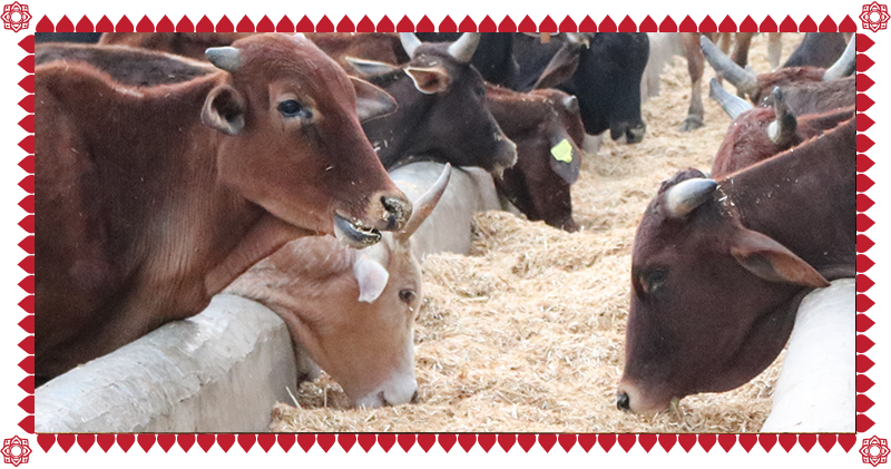 Gau Sewa - Dairy Cow (800x421), Png Download