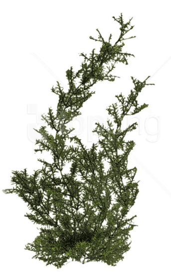 Free Png Download Plants Png Images Background Png - Underwater Plant Png (850x620), Png Download