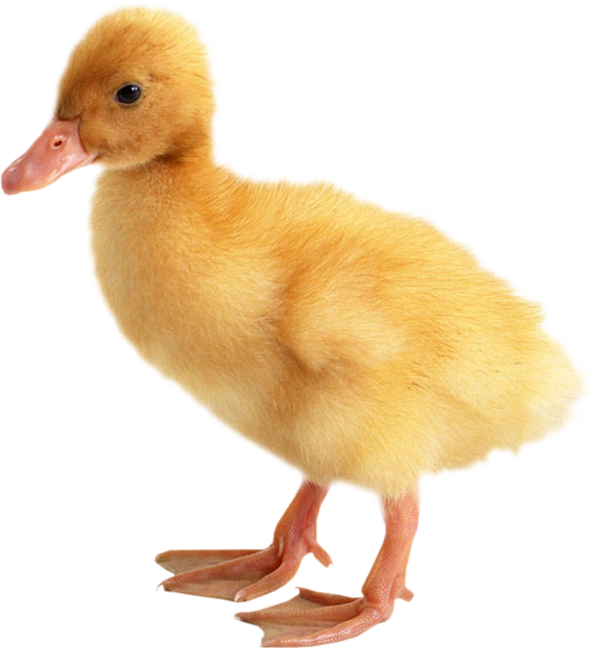 Baby Ducks Png (600x648), Png Download