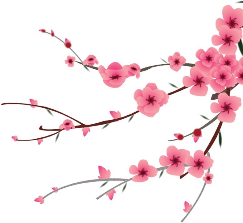 Peach Blossom Flower Clipart (1024x1024), Png Download