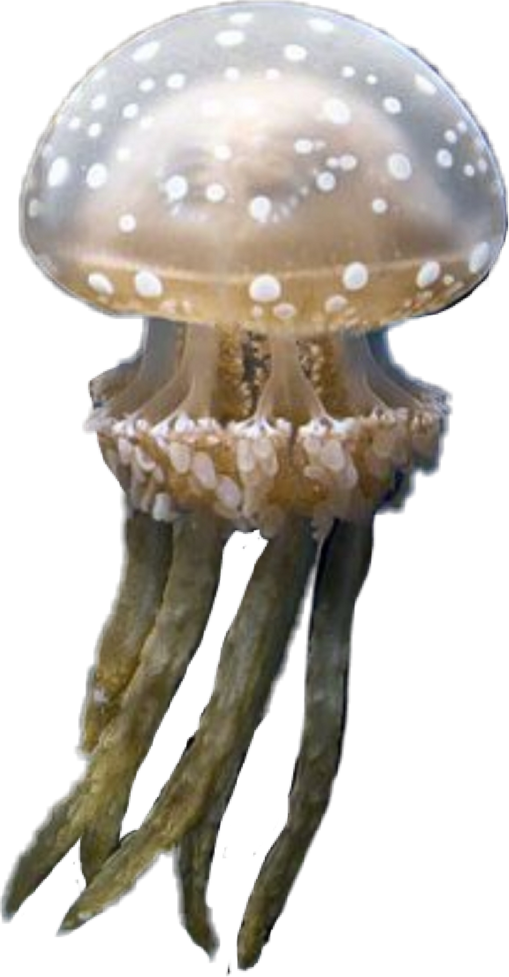 Jellyfish Sticker - Russula Integra (1024x1964), Png Download