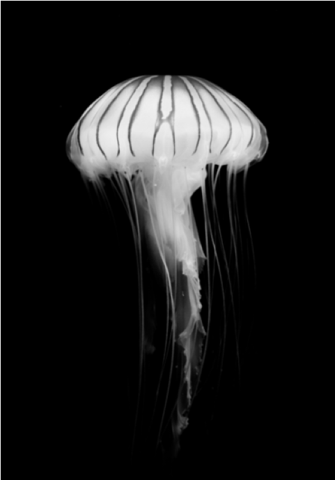 Poster - Jellyfish - Jellyfish (689x689), Png Download