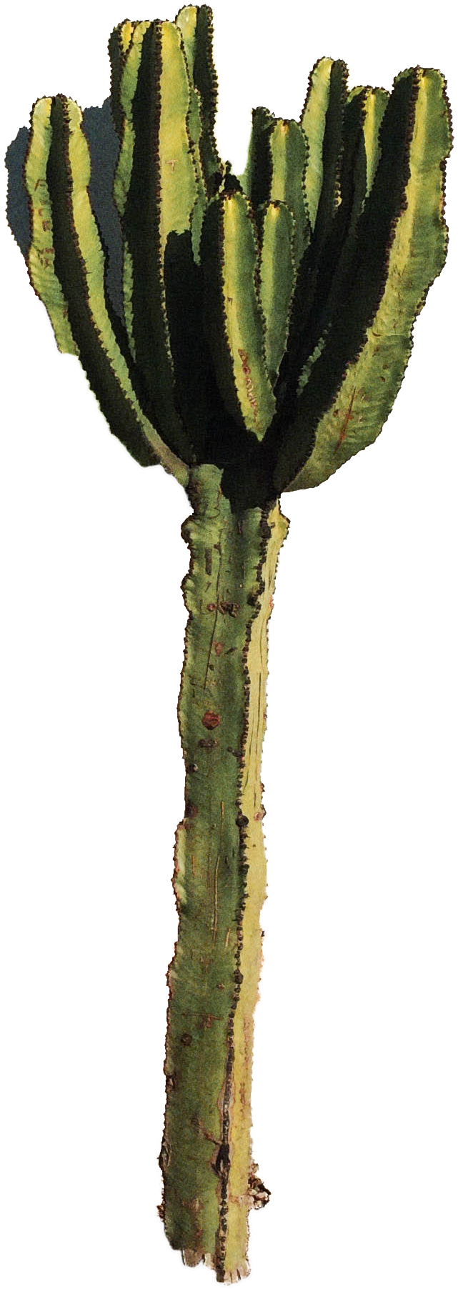 Cactus Wallpaper For Walls - Hedgehog Cactus (3264x2448), Png Download