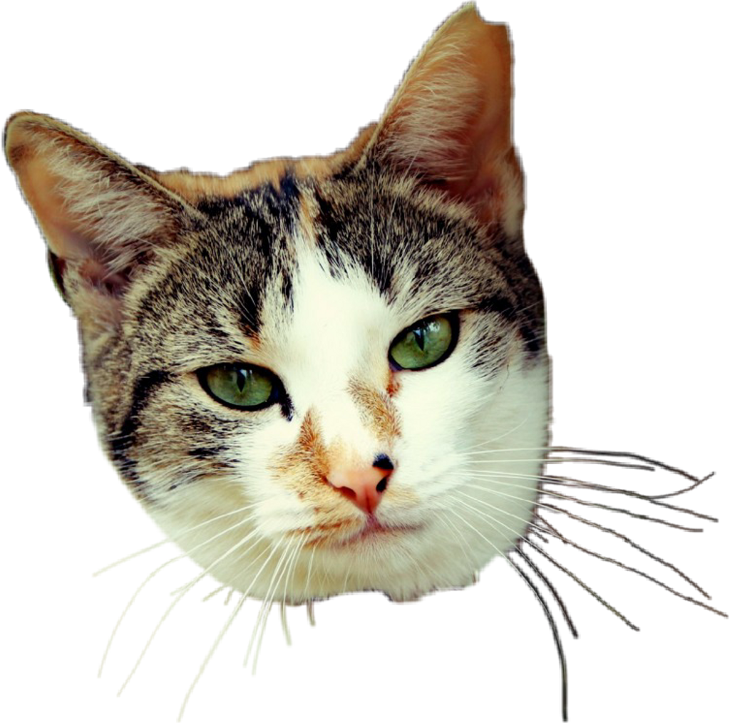 #daisy #kittylove #kitty #kitten #cat #catto #catlover - Domestic Short-haired Cat (1024x1014), Png Download