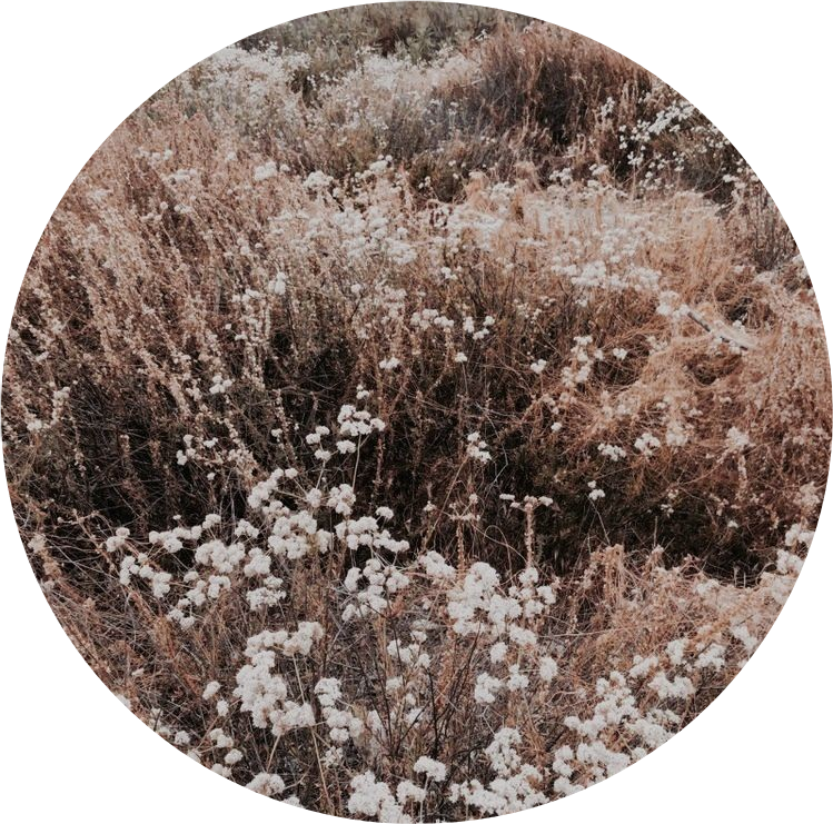 Download Tumblr Aesthetic Brown Flower Flowers Png Brown Aesthetic
