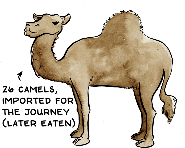 Com/what To Pack For Certain Death 11cc8f343f31 - Arabian Camel (788x636), Png Download