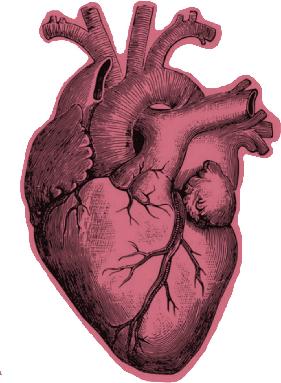#heart #realistic - Heart Anatomy Black And White (1024x1444), Png Download
