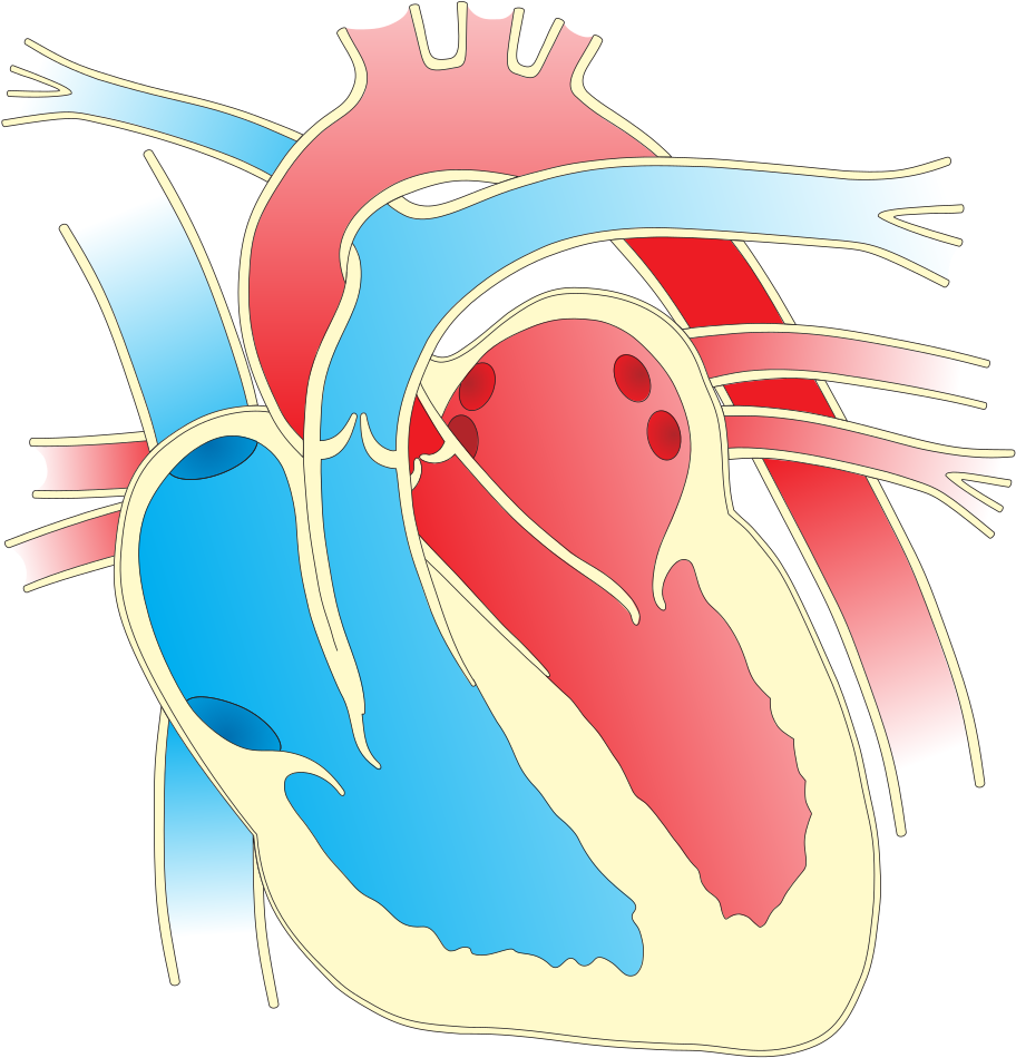 Download Image As A Png - Heart Diagram Png (1132x1000), Png Download