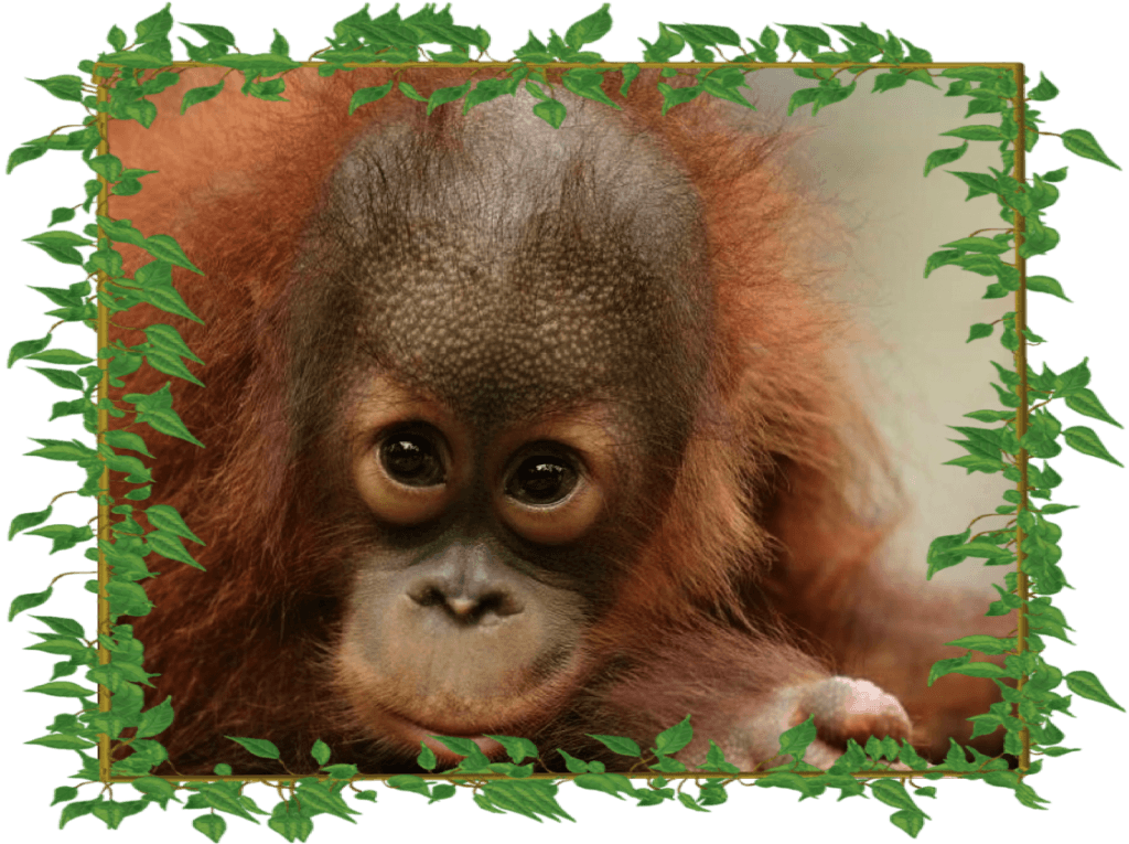 Peanut Adorable With-frame - Peanut The Orangutan Appeal (1024x765), Png Download