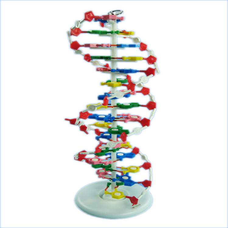 High Quality Teaching Aids Human Dna Double Helix Model - Harga Alat Peraga Dna (750x750), Png Download