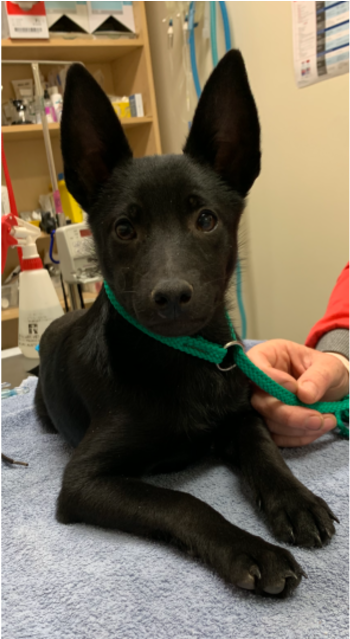 Photo Of Bruce Wayne - Formosan Mountain Dog (638x638), Png Download