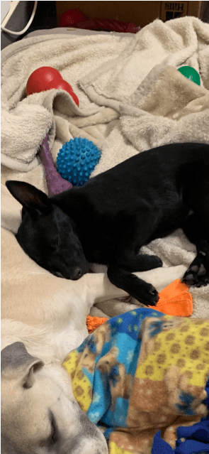 Photo Of Bruce Wayne - Dog Licks (638x638), Png Download