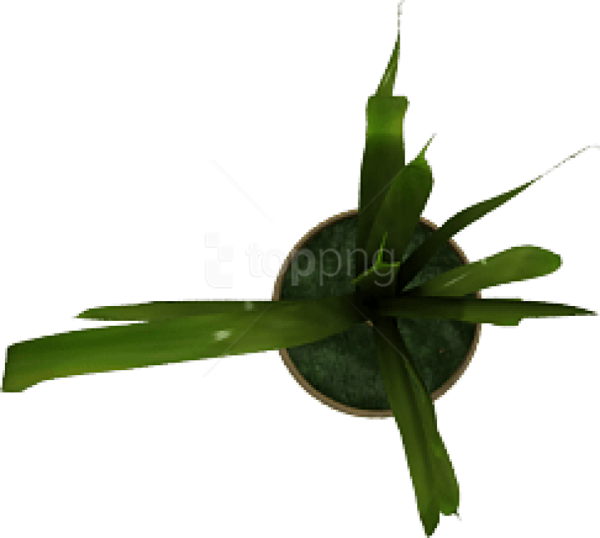 Free Png Plant Png Images Transparent - Diplocaulobium (850x763), Png Download
