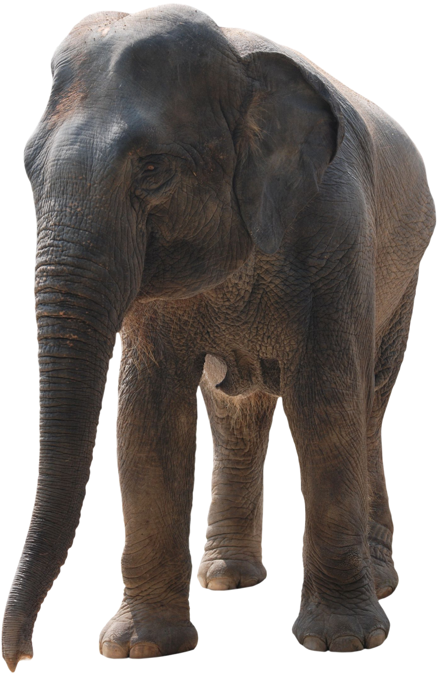Photoshop Elephant Png (1071x1600), Png Download