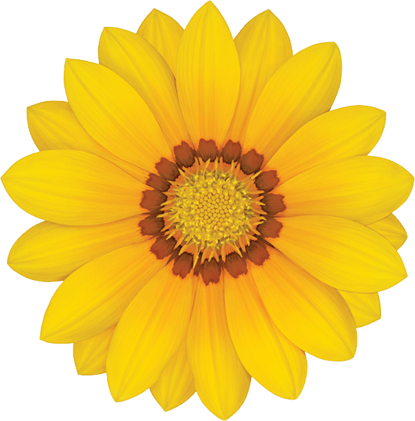 Gazania Transparent Png - Dori Piano (600x609), Png Download