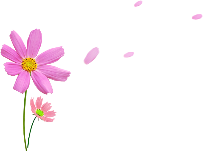 粉色菊花 - Photography (694x518), Png Download