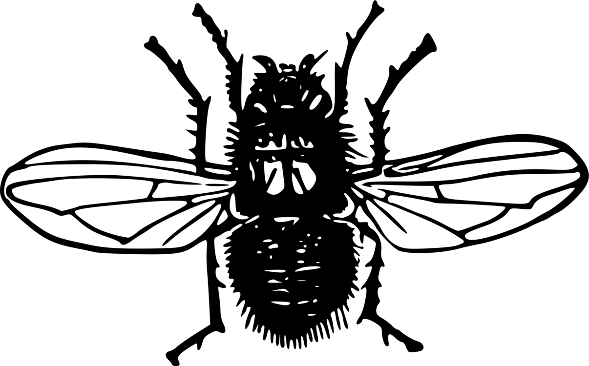 1206 X 750 6 - Silhouette Blowfly Png (1206x750), Png Download