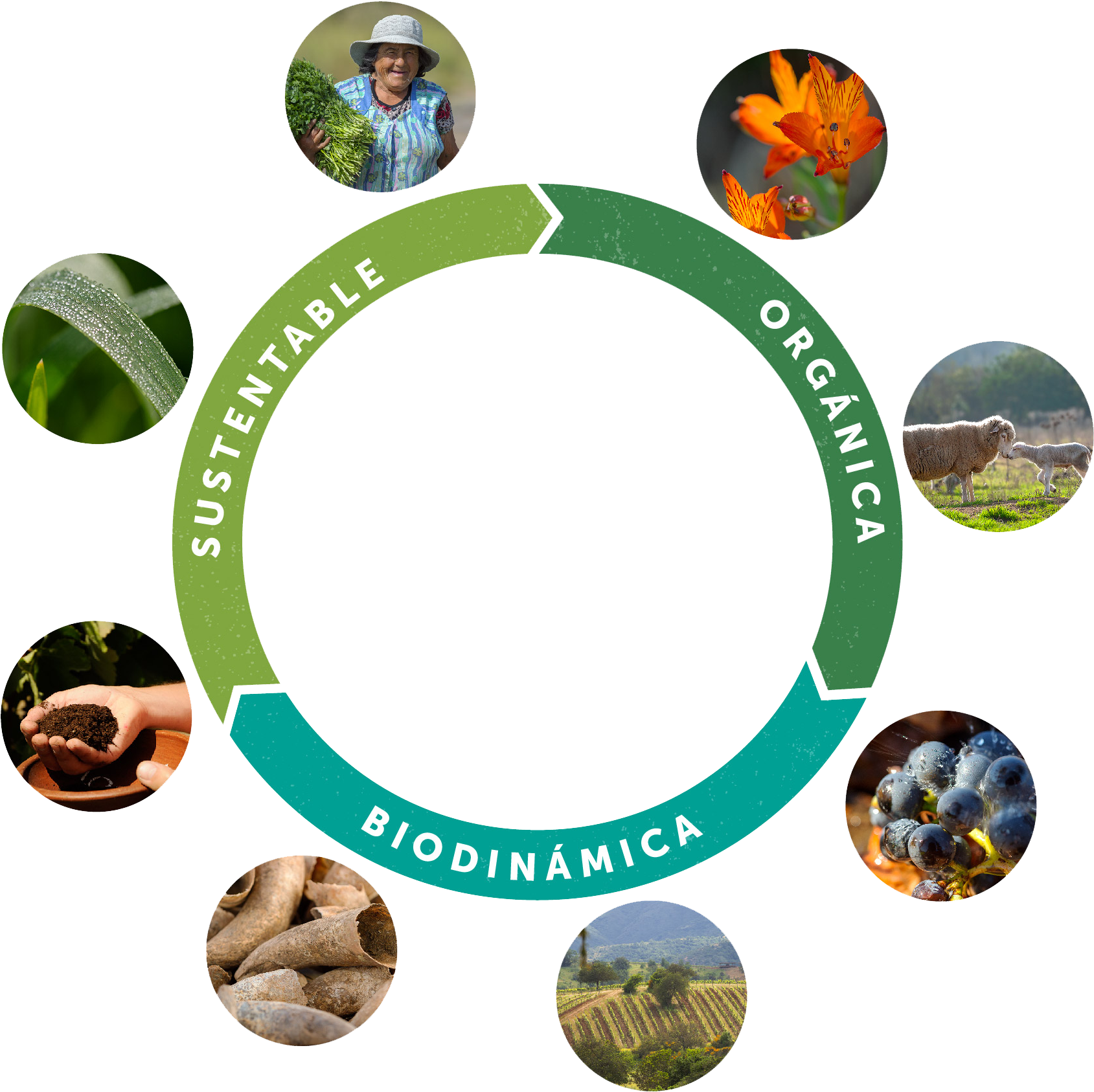 We Aim To Have A Long-living Vineyard, With Vines That - American School Of Bangkok Logo (2082x1787), Png Download