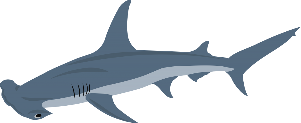 Hammerhead - Squaliformes (1024x419), Png Download