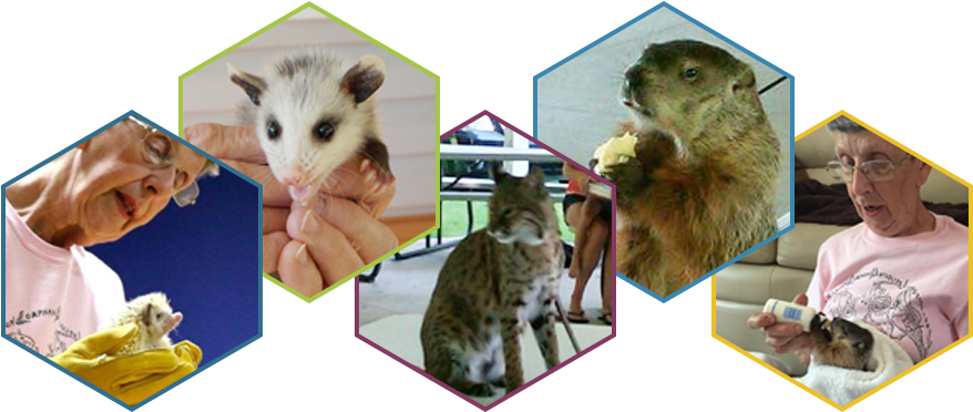 Become A Member You'll Receive Exclusive “member's - Punxsutawney Phil (1000x375), Png Download