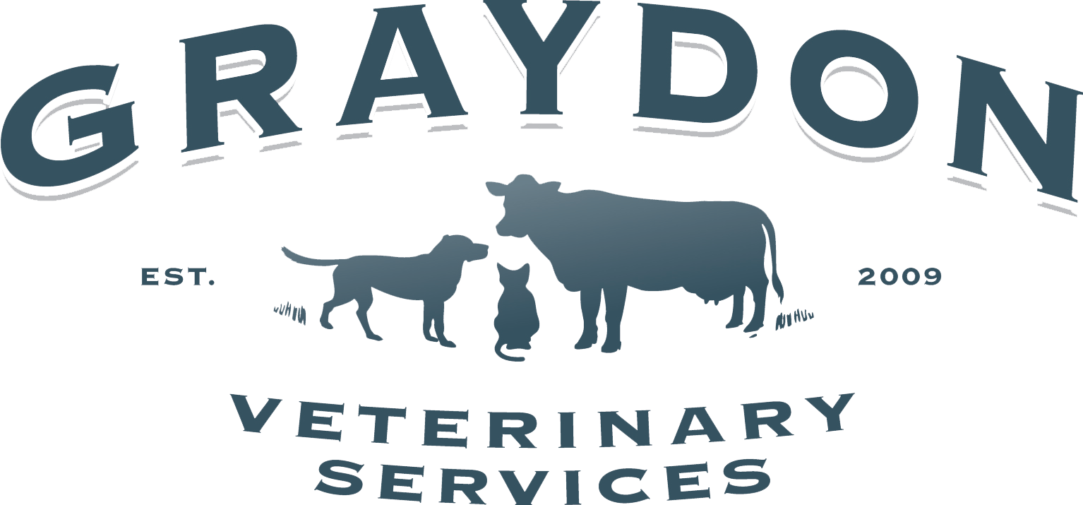 Graydon Veterinary Services - Cattle (1534x715), Png Download