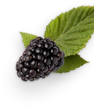 Buy Now - Blackberry (520x700), Png Download