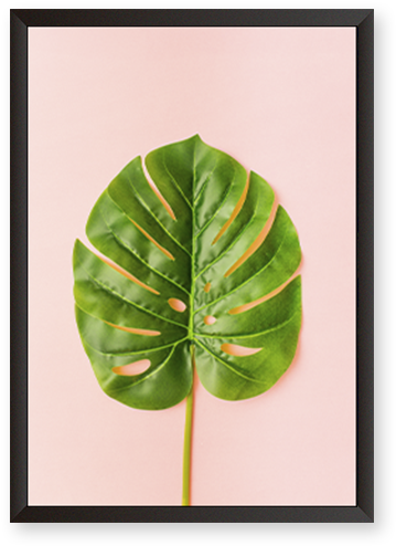 Monstera Deliciosa - Picture Frame (600x600), Png Download