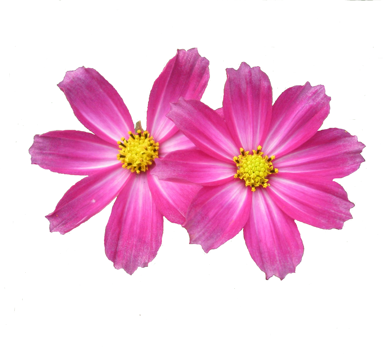 Go To Image - Aster (1500x1425), Png Download