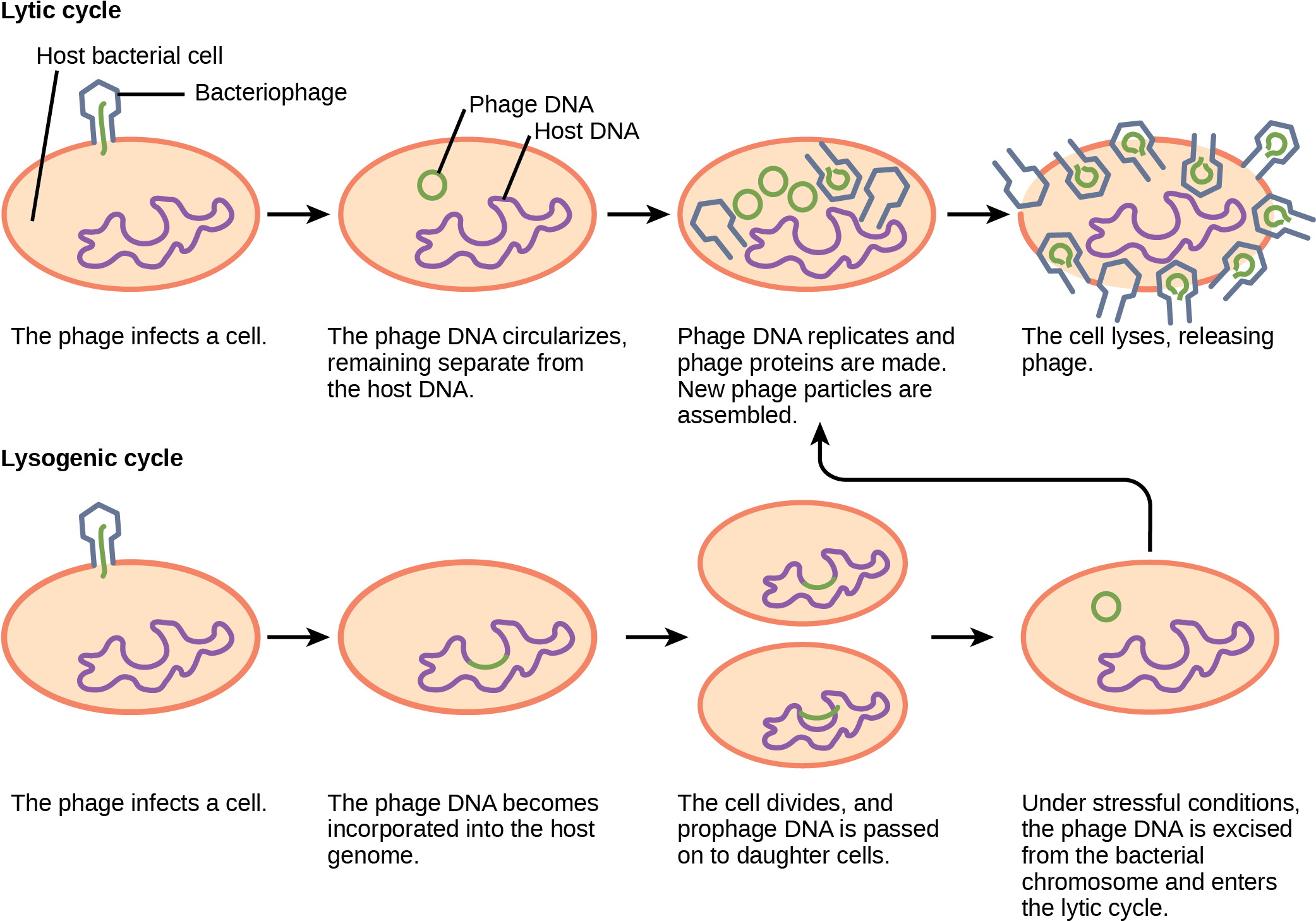 2082 X 1465 2 - Does Bacteria Cause Disease Diagram (2082x1465), Png Download