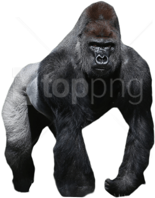 Free Png Gorilla Png Images Transparent - Gorilla Png (850x567), Png Download