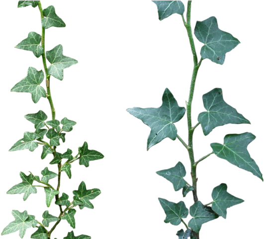 Original - Ivy Png (640x480), Png Download