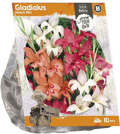 222330 Gladiolus Nanus Mix Per 10 - Bouquet (600x600), Png Download