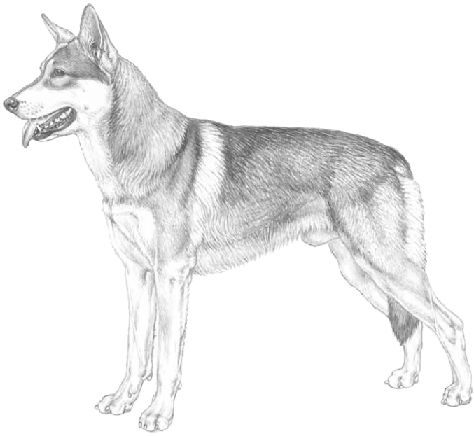 Saarlooswolfdog Saarlooswolfhond - Dog Yawns (750x750), Png Download