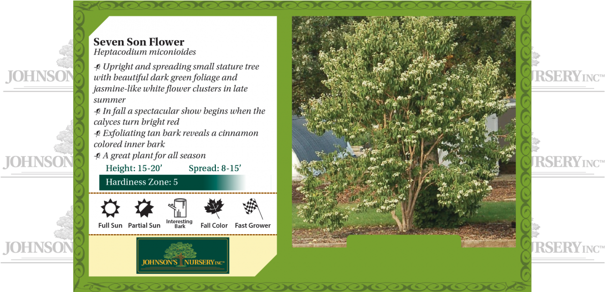 Seven Son Flower Heptacodium Miconioides Benchcard - Seven Son Flower Fall Color (1240x589), Png Download