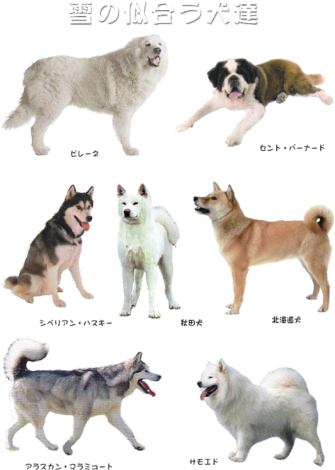 Mine Dogs Pups Transparent Doge - Canadian Eskimo Dog (500x709), Png Download