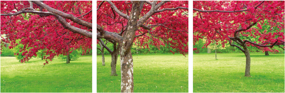 Red Tree 3 Piece Wall Decor - Triptych (1000x352), Png Download