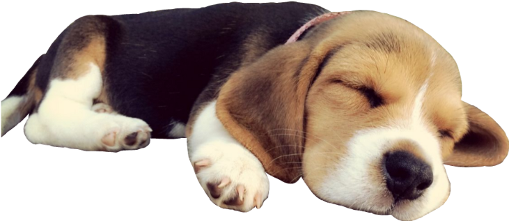Doggo Dog Sleep Beagle Puppy Cute Sleepingdog - Dog (1024x1024), Png Download