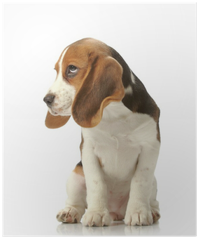 Beagle Puppy Poster - Puppy (400x400), Png Download