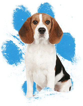 Beagle Y Basset Hound (332x425), Png Download