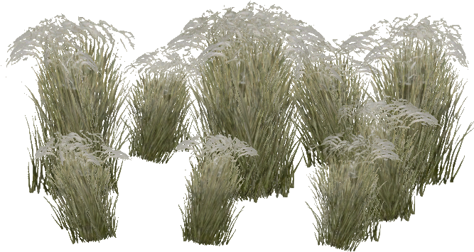 Mongolian Stipa Grass - Stipa Png (666x666), Png Download