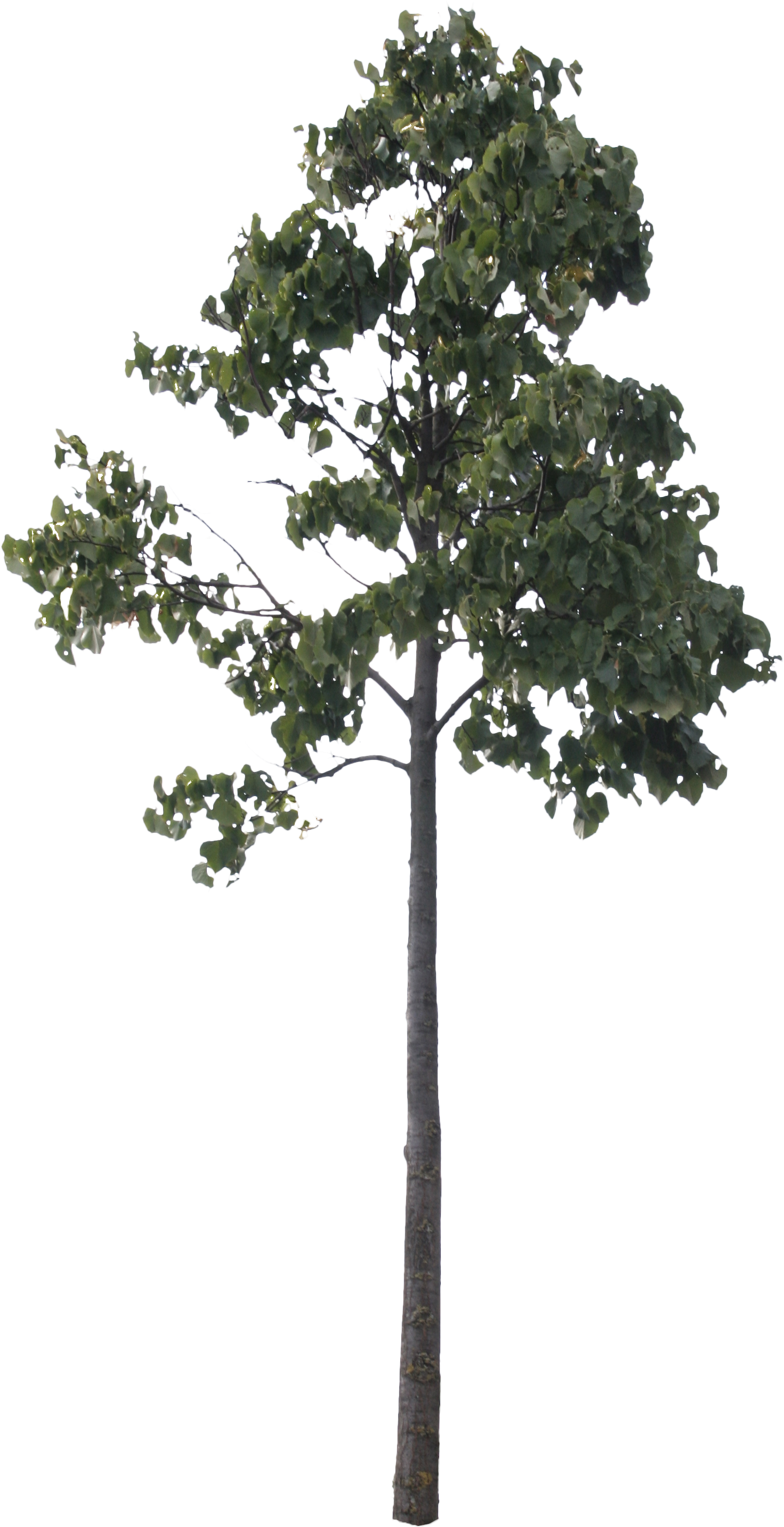 Pine Tree Woody Plant Cottonwood - Clip Art (1825x3010), Png Download