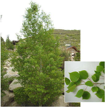 Populus Tremuloides 'bethel Spire' - Quaking Aspen (352x377), Png Download