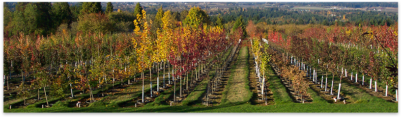 Contract Growing - Contract (900x254), Png Download