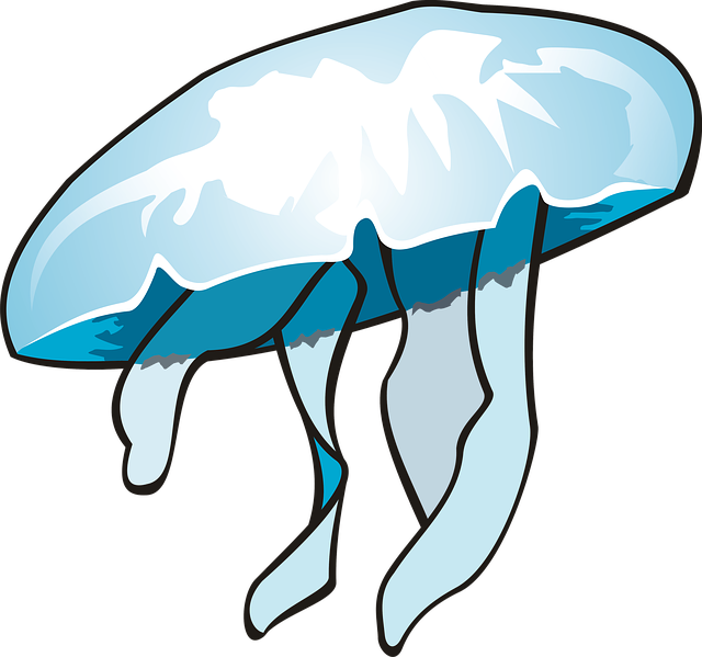 Jellyfish (640x599), Png Download