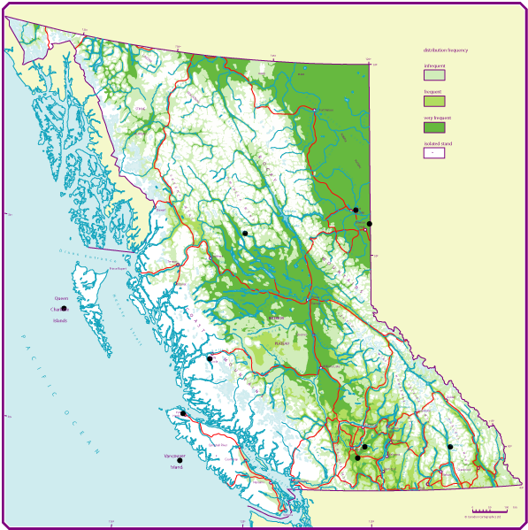 Douglas Fir British Columbia (597x599), Png Download