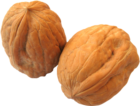 Download Walnut Png Image - Transparent Walnut Png (500x382), Png Download