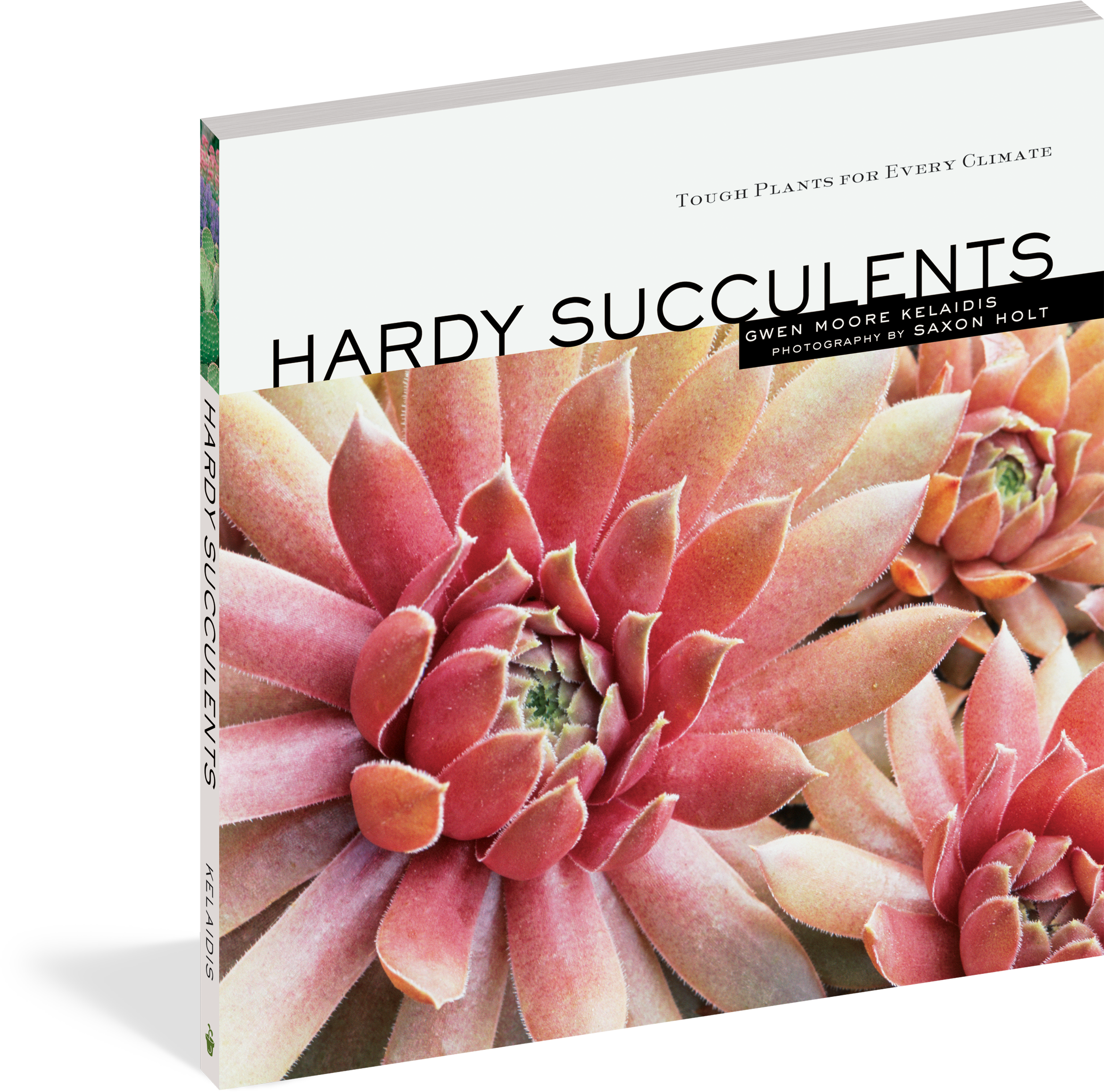 Cover - Hardy Succulents Ebook (2456x2400), Png Download