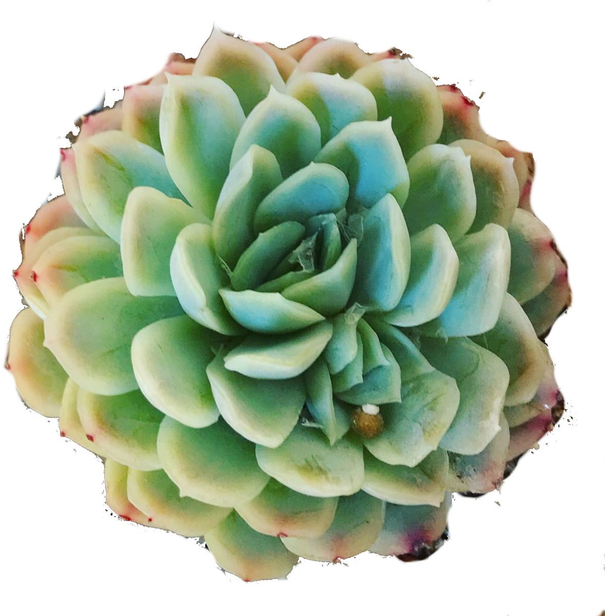 Mexican Snowball Succulent (1200x1200), Png Download