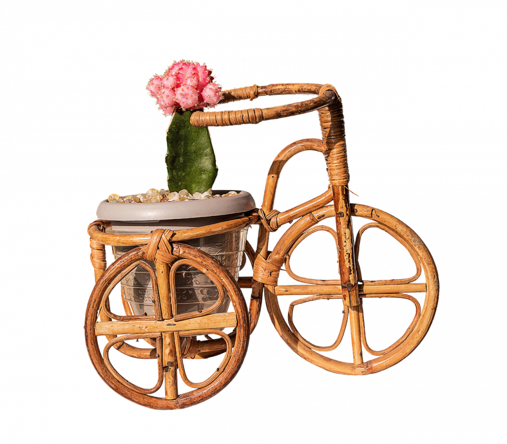 9 Things Only People Who Own Succulents Will Understand - Cactus (1000x876), Png Download