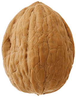 Walnut Single - Content And Consciousness [book] (400x400), Png Download